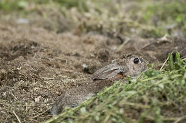 Rabbit Portrait Natural Habitat Life Meadow European Rabbit Oryctolagus Cuniculus — Stock Photo, Image