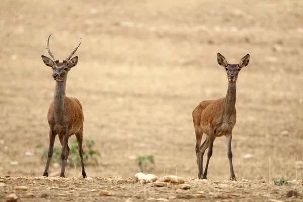 Ciervo Rojo Cervus Elaphus Salvaje — Foto de Stock