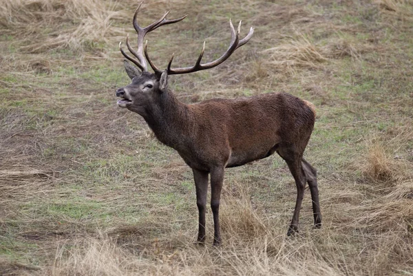 Cerf Rouge Cerf Cervus Elaphus Temps Cabane Cerf Rugissement Cerf — Photo