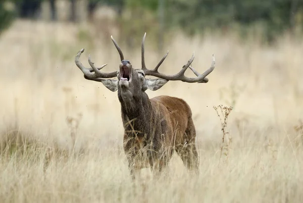 Cerf Rouge Cerf Cervus Elaphus Temps Cabane Cerf Rugissement Cerf — Photo