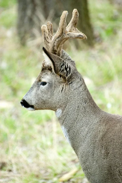 Rehwild Capreolus Capreolus — Stockfoto