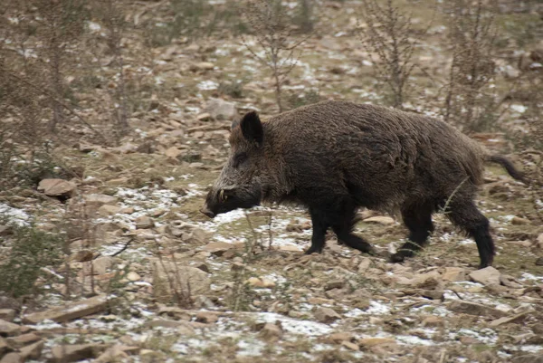 Babi Hutan Sus Scrofa Spain — Stok Foto