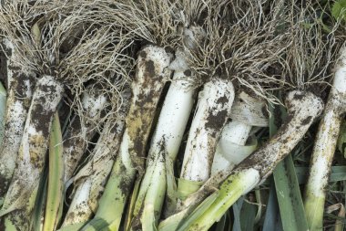 Allium ampeloprasum, taze bahçe pırasa aldı