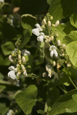 Fasulye bitkilerde Bahçe, çiçek
