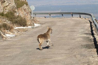 Keçi Monts Ibrica, Capra pyrenaica, İber dağ keçisi, İspanya, rock, grup çalışmasını üstüne