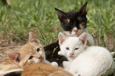 Grup yavru kedi dinlenme