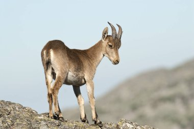 Iberian ibex, Capra pyrenaica, Iberian Ibex, Spain, on top of the rock clipart