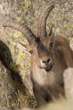 İber dağ keçisi, Capra pyrenaica, İber dağ keçisi, İspanya, kayanın üstüne