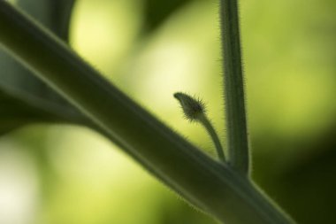 meyve, meyve, bitki, Physalis peruviana bırakır