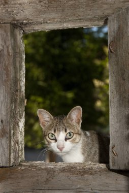 Pencereden eğilerek kedi portresi