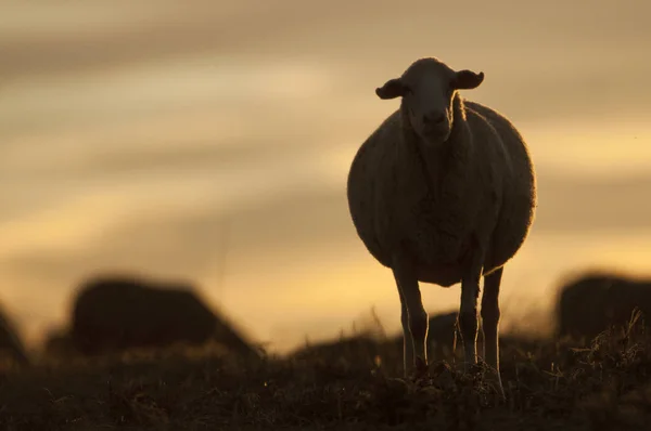 夕暮れ時を食べる羊をバックライトします — ストック写真