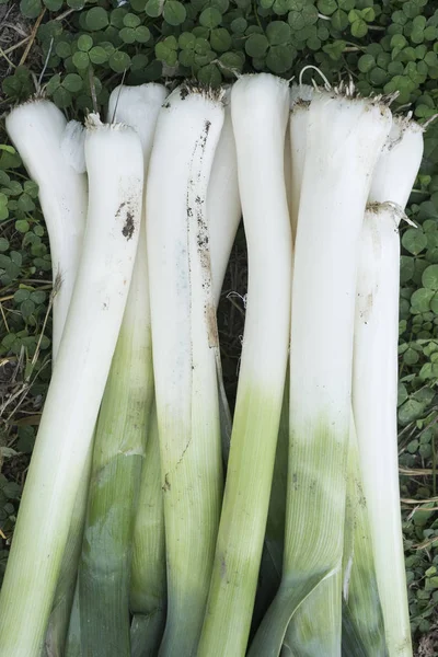 Allium Ampeloprasum Alho Porro Recém Colhido Jardim — Fotografia de Stock