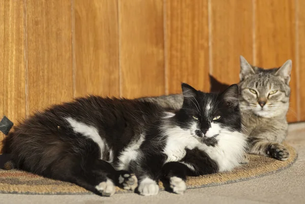 Two Scared Longhair Kitten Black And White With Spots Lie