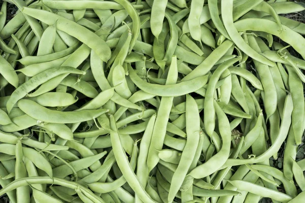 Legumes Frescos Feijão Verde Recém Colhidos Jardim — Fotografia de Stock