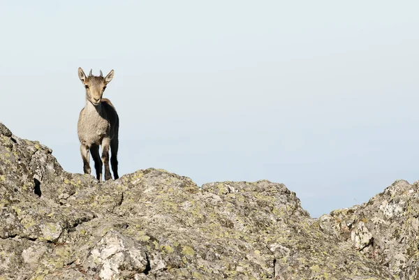伊比利亚山羊 卡普拉 Pyrenaica 伊比利亚山羊 西班牙 在岩石顶部 — 图库照片