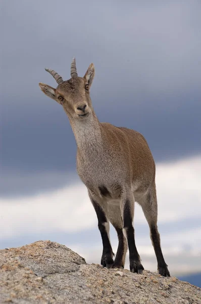伊比利亚山羊 卡普拉 Pyrenaica 伊比利亚山羊 西班牙 在岩石顶部 — 图库照片