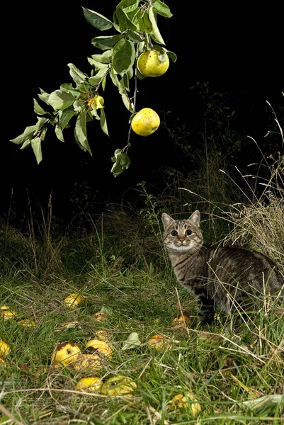 Natt Katt Letar Mat Och Apple Tree — Stockfoto