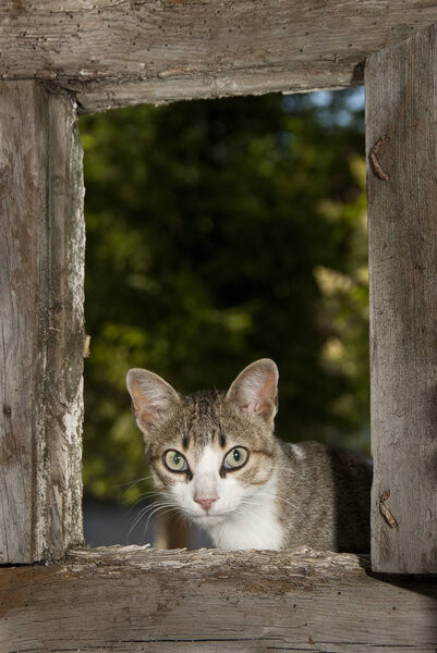 Portrait of cat leaning out the window