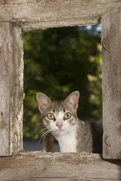 Porträtt Katt Lutar Sig Genom Fönstret — Stockfoto