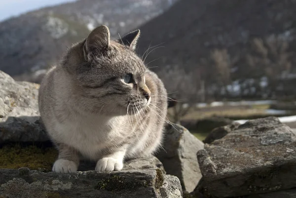 Porträtt Ströva Katt — Stockfoto