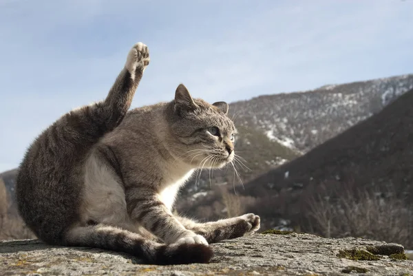 Porträtt Ströva Katt Sällsynta Hållning — Stockfoto