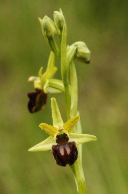 Erken örümcek orkide - Ophrys sphegodes, ayrıntı çiçek