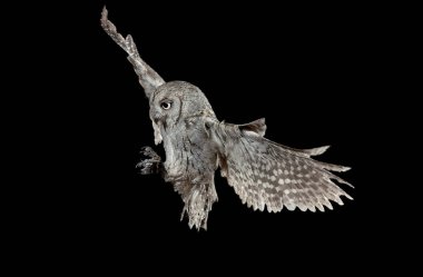 Avrasya ishak baykuşu (Otus ishak), uçuş, uçuş gece yüksek hızlı fotoğrafçılık