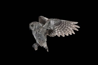 Avrasya ishak baykuşu (Otus ishak), uçuş, uçuş gece yüksek hızlı fotoğrafçılık