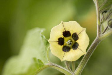 Physalis peruviana, Golden berry, çiçek