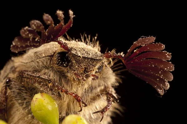 Chrząszcz Sanjuanero Portret Melolontha Melolontha Chrząszcze Coleoptera — Zdjęcie stockowe