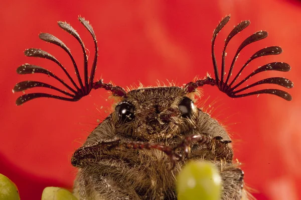 Chrząszcz Sanjuanero Portret Melolontha Melolontha Chrząszcze Coleoptera — Zdjęcie stockowe