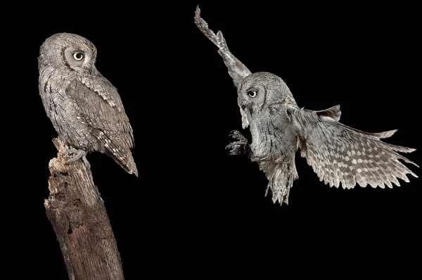 Lechuza Euroasiática Otus Scops Volando Fotografía Alta Velocidad Vuelo Por — Foto de Stock