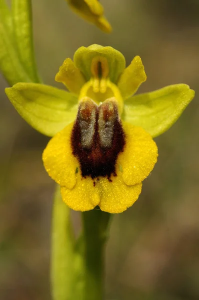 Wild Orchid Called Yellow Ophrys Ophrys Lutea — Stock Photo, Image