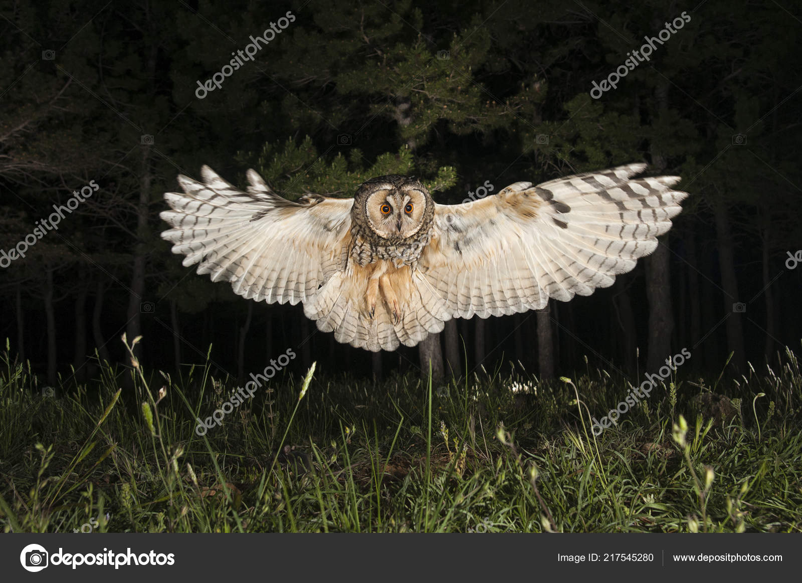 barn owl owl live camera