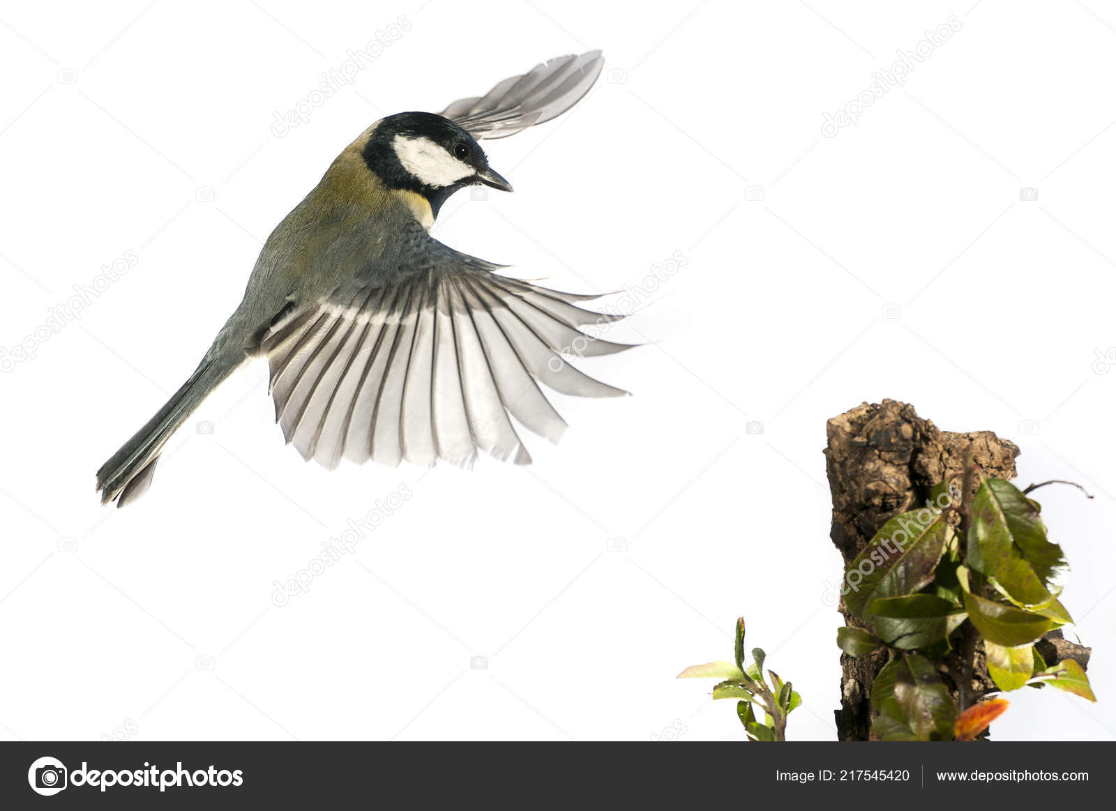 Great Tit Parus Major Garden Bird Flying Wing Movement Landing Stock Photo Image By C Jalonsohu Great Tit Parus Major Garden Bird Flying Wing Movement Landing Stock Photo Image By C Jalonsohu