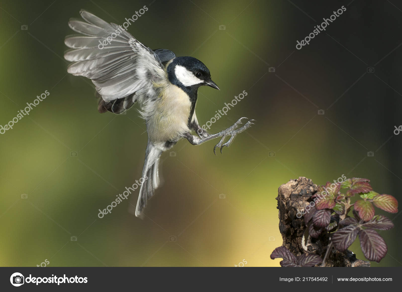 Great Tit Parus Major Garden Bird Flying Green Background Plants Stock Photo Image By C Jalonsohu Great Tit Parus Major Garden Bird Flying Green Background Plants Stock Photo Image By C Jalonsohu