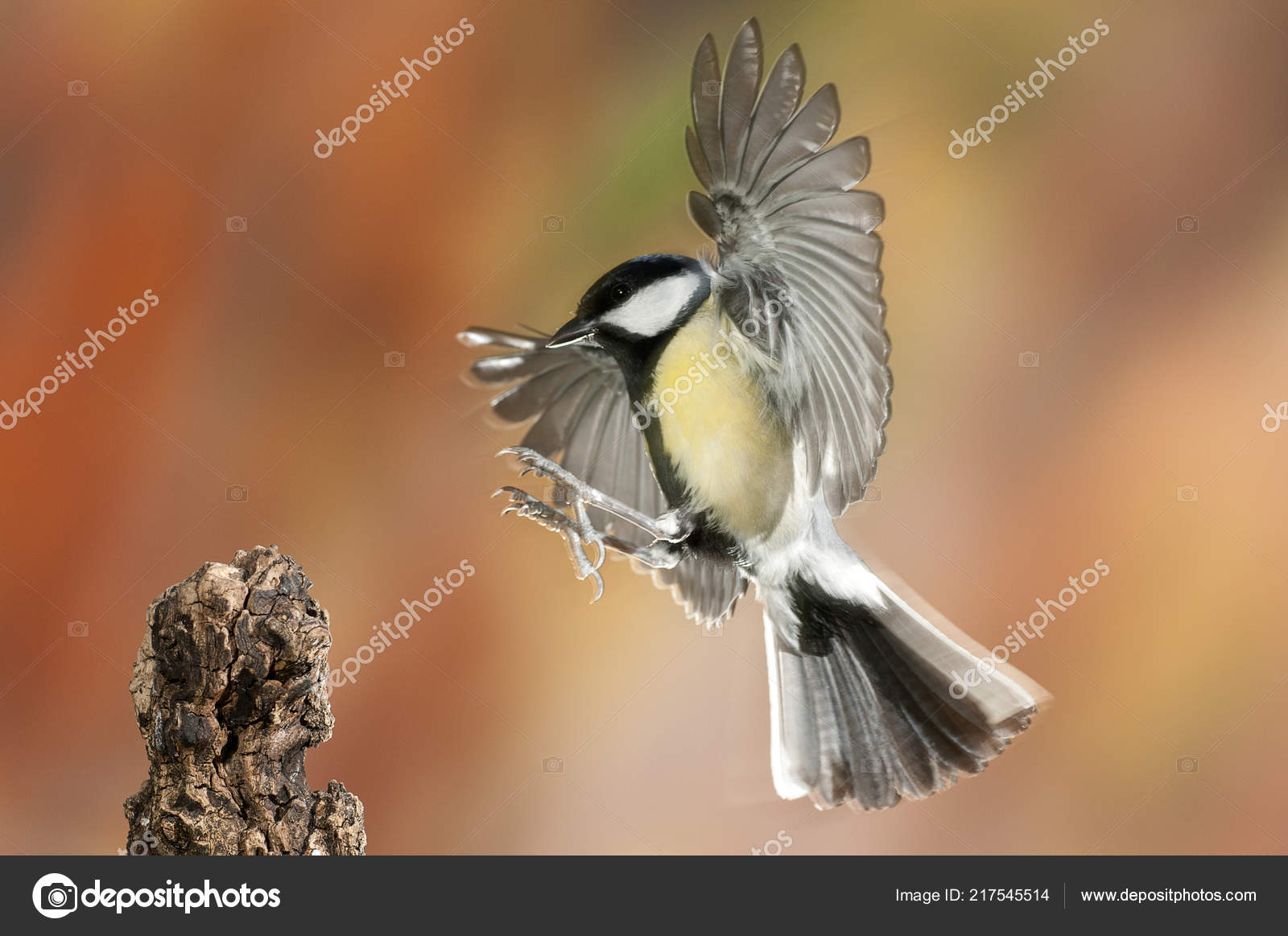 Great Tit Parus Major Garden Bird Flying Fall Colors Flight Stock Photo C Jalonsohu Great Tit Parus Major Garden Bird Flying Fall Colors Flight Stock Photo C Jalonsohu
