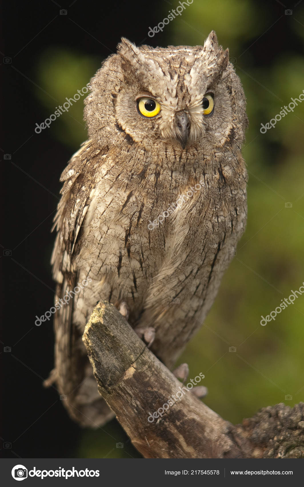 Otus Scops Eurasian Scops Owl Small Owl Perched Branch Stock Photo Image By C Jalonsohu