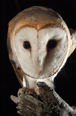 baykuş (Tyto alba), portre bir dal üzerinde tünemiş geceleri, siyah arka plan