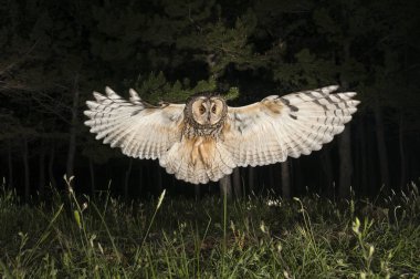Uzun kulaklı Baykuş (ASIO otus), gece, uçan uçuş, avcılık