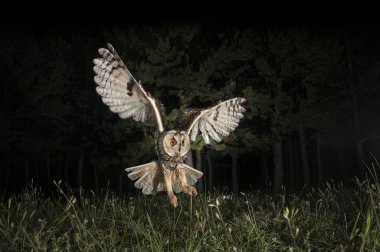 Long-eared owl (Asio otus), Hunting at night, in flight, flying clipart