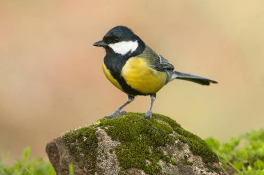 Büyük baştankara (Parus major). Bahçe kuş bir taş yosun ile tünemiş,