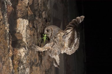 Eurasian Scops Owl, small owl, flying and hunting, with an insect grasshopper in the beak, night scene clipart