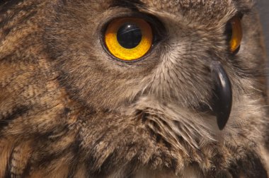 Avrasya baykuş (Bubo bubo) kartal baykuş, baş ve gözler portre