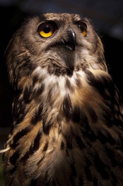 Avrasya baykuş (Bubo bubo) kartal baykuş, baş ve gözler portre