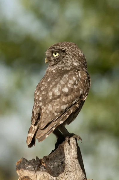 Civetta Rapaci Notturni Athene Noctua Appollaiata Tronco Dove Topo Caccia — Foto Stock