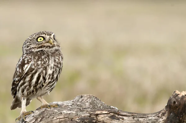 Civetta Rapaci Notturni Athene Noctua Appollaiata Tronco Dove Topo Caccia — Foto Stock