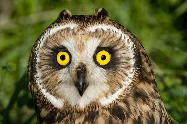 Coruja Orelhas Curtas Asio Flammeus Coruja Campo Retrato Olhos Rosto — Fotografia de Stock