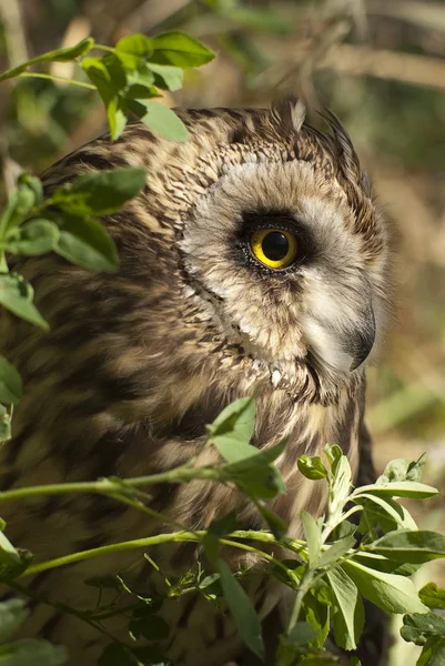 Gufo Dalle Orecchie Corte Asio Flammeus Gufo Campagna Ritratto Degli — Foto Stock