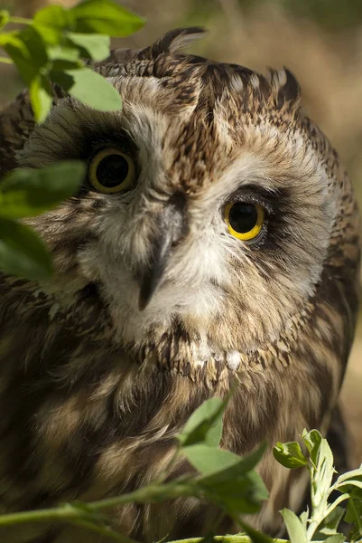 Coruja Orelhas Curtas Asio Flammeus Coruja Campo Retrato Olhos Rosto — Fotografia de Stock